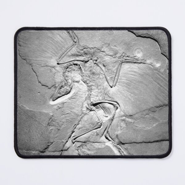 Item preview, Archaeopteryx fossil Berlin specimen feathered dinosaur paleontologist gift designed and sold by Opalaeo.