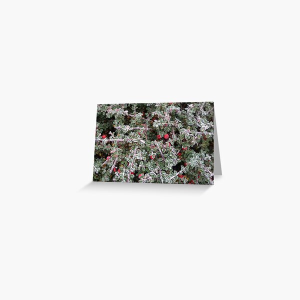Christmas Cotoneaster Greeting Card