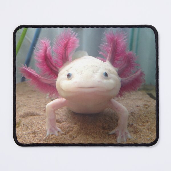 Item preview, Smiling Leucistic Axolotl! designed and sold by georgieaxolotl.