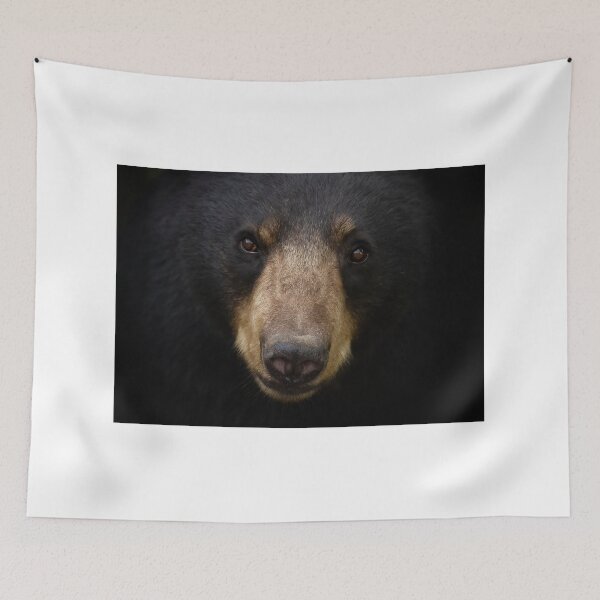 Item preview, Black Bear closeup designed and sold by James Cumming.