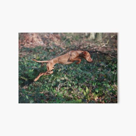 airborne vizsla flushing out game Art Board Print