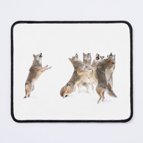 Item preview, The Choir - Coyotes designed and sold by James Cumming.