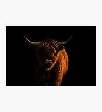 Lowlight Highland Cattle Photographic Print