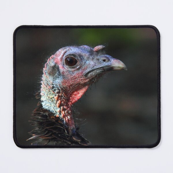 Item preview, Wild Turkey Closeup designed and sold by James Cumming.