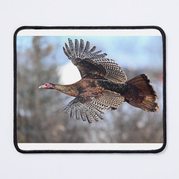 Item preview, Wild Turkey in flight designed and sold by James Cumming.