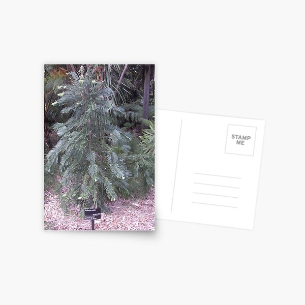 Wollemi Pine - Postcard