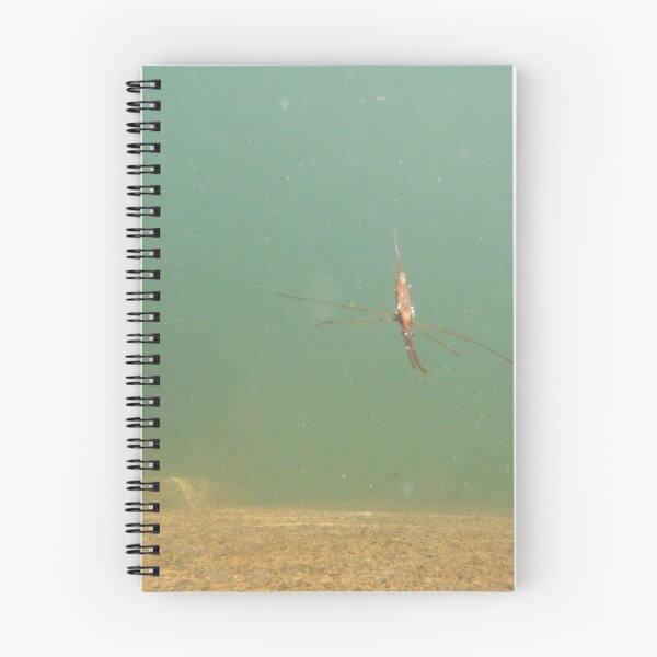 Item preview, underwater shrimp designed and sold by thoqqua.