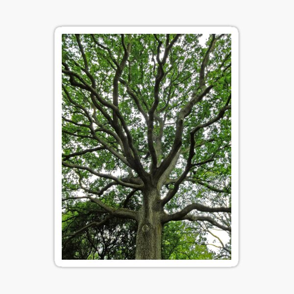 Item preview, Oak Tree designed and sold by pinkal.