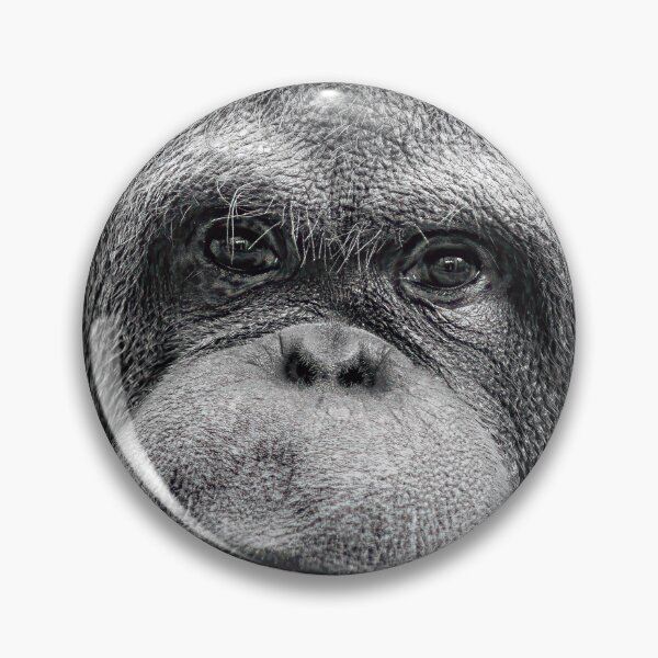 Artikelvorschau, Orang-Utan-Porträt entworfen und verkauft von Tony North.