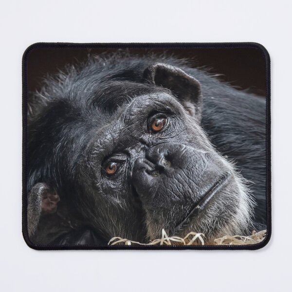 Item preview, Portrait of a Chimpanzee designed and sold by Tony North.