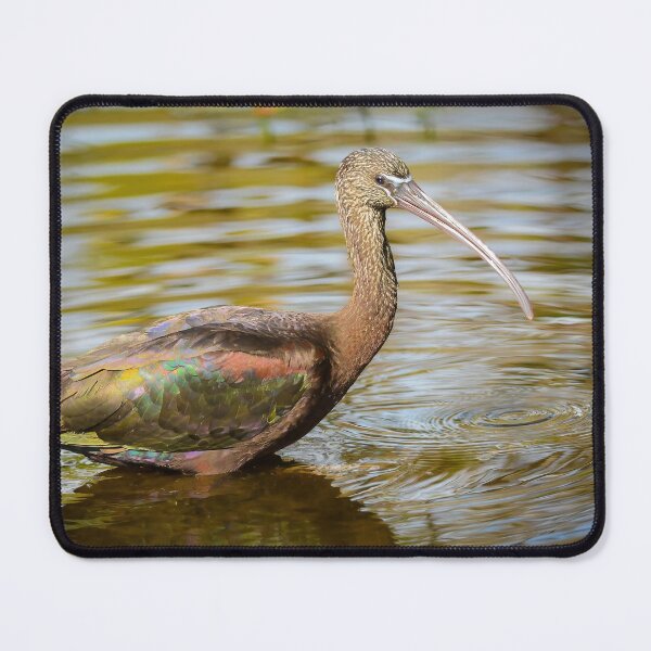 Item preview, Glossy Ibis in Water designed and sold by Tony North.