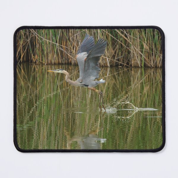 Item preview, Heron landing designed and sold by PaulKPhoto.