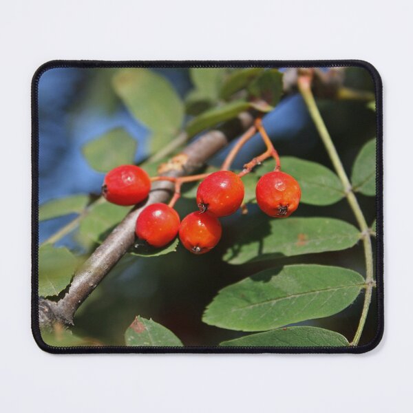 Item preview, Ripe red Rowan berries bunch  designed and sold by Asaha17.