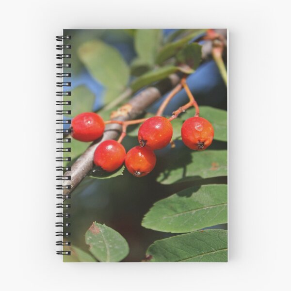 Item preview, Ripe red Rowan berries bunch  designed and sold by Asaha17.
