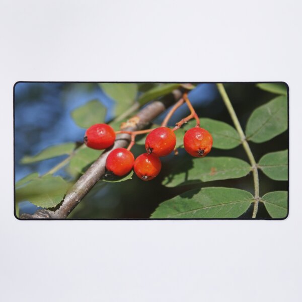 Item preview, Ripe red Rowan berries bunch  designed and sold by Asaha17.