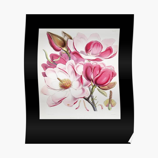 Vinatge Floral pattern in Pink & White color Poster