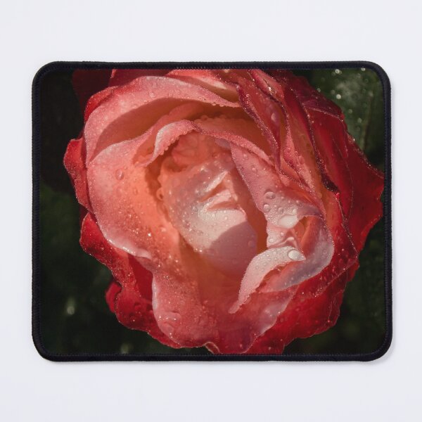 Item preview, A Wonderful Cream-and-Red Rose With Dewdrops designed and sold by Georgia Mizuleva.