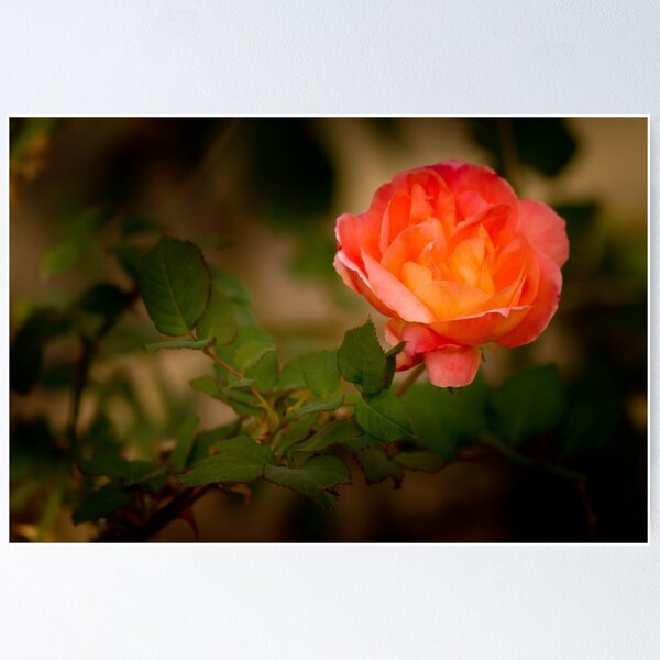Item preview, Fara's Rose designed and sold by BGSPhoto.