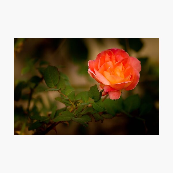 Item preview, Fara's Rose designed and sold by BGSPhoto.