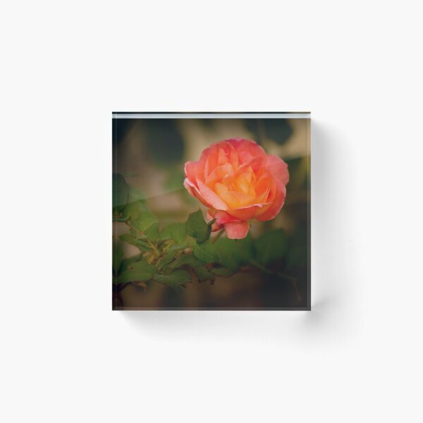 Item preview, Fara's Rose designed and sold by BGSPhoto.