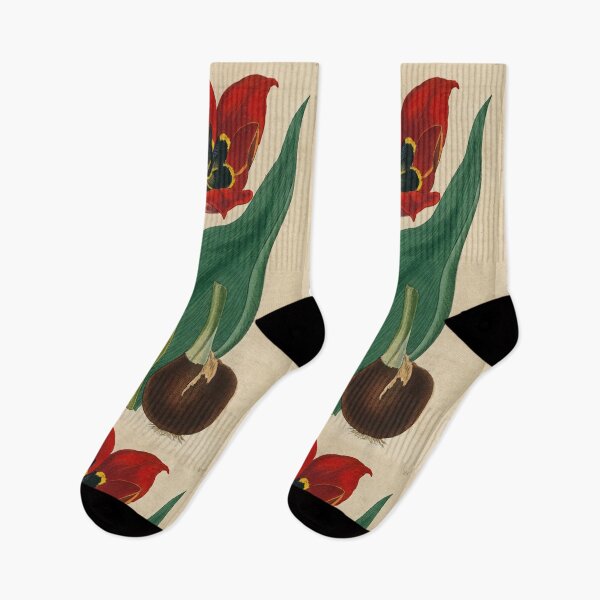 Item preview, Red tulip (Tulipa agensis) Print designed and sold by Lloyd Library & Museum.