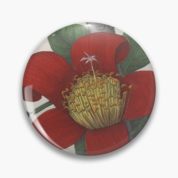 Item preview, Red cotton tree. Bombax ceiba designed and sold by Lloyd Library & Museum.