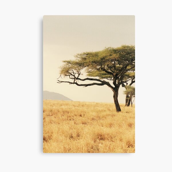 Leopard in a Tree Canvas Print