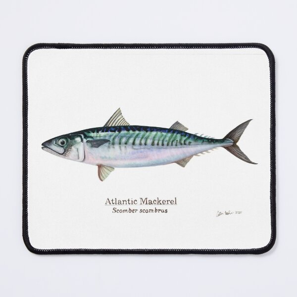 Item preview, Atlantic mackerel designed and sold by SeaMonstress.