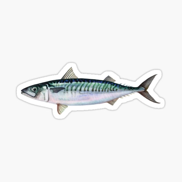 Atlantic mackerel Sticker