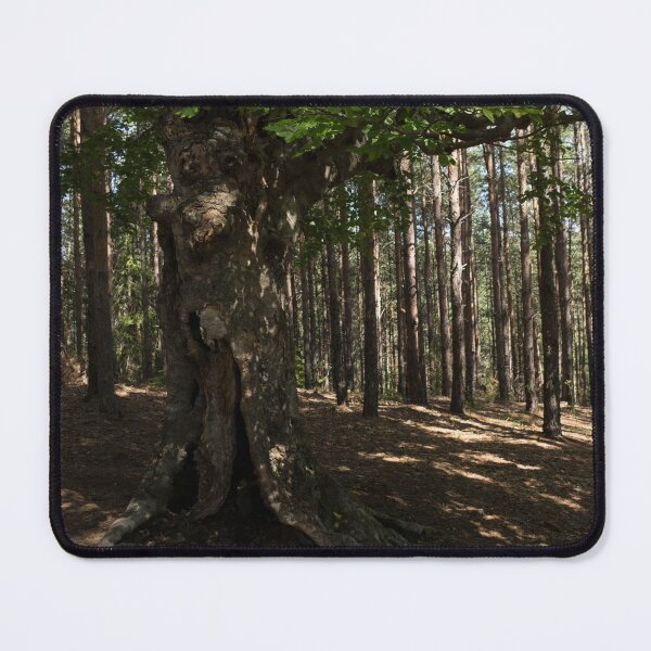 Item preview, Trail Guardian - an Ancient Beech Tree in a Pine Forest designed and sold by Georgia Mizuleva.