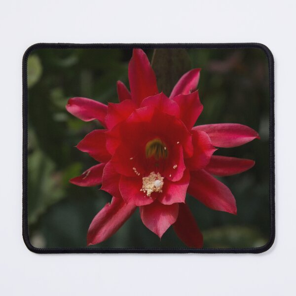 Item preview, One Very Red Orchid Cactus Bloom - Delicate, Luminous and Elegant designed and sold by Georgia Mizuleva.
