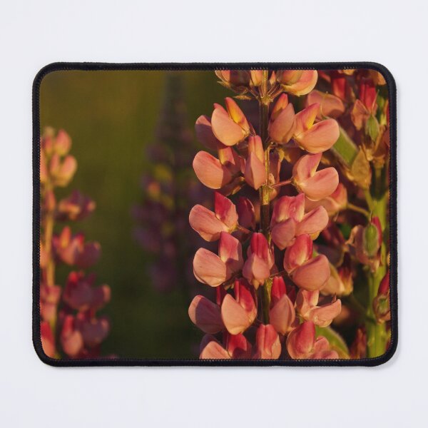 Item preview, Hot Pink Lupines From My Mother's Garden - Take Two designed and sold by Georgia Mizuleva.