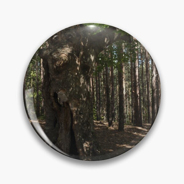 Item preview, Trail Guardian - an Ancient Beech Tree in a Pine Forest designed and sold by Georgia Mizuleva.