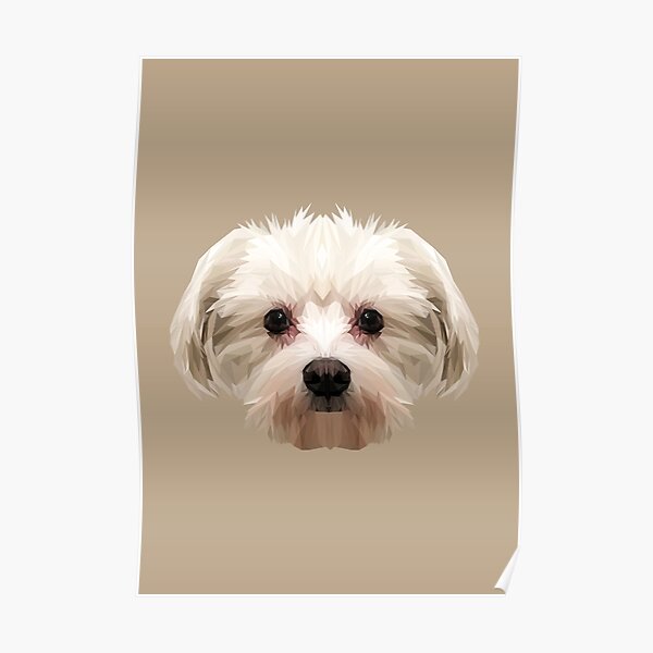 Maltese dog. Poster