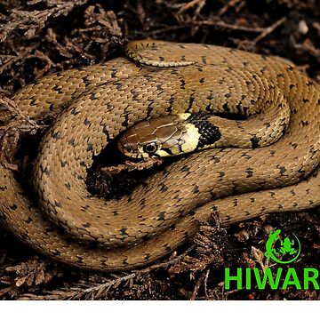 Artwork thumbnail, Grass Snake and logo by HIWARG