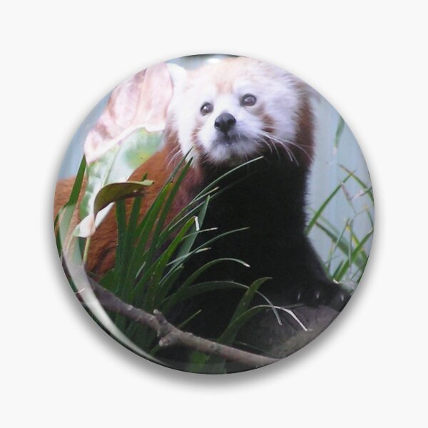 Artikelvorschau, Red Panda großes Bild. entworfen und verkauft von ginnymac.
