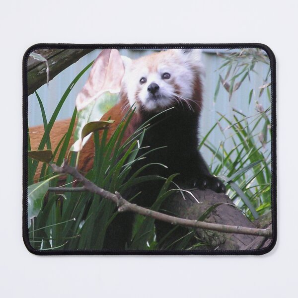 Item preview, Red Panda large pic. designed and sold by ginnymac.