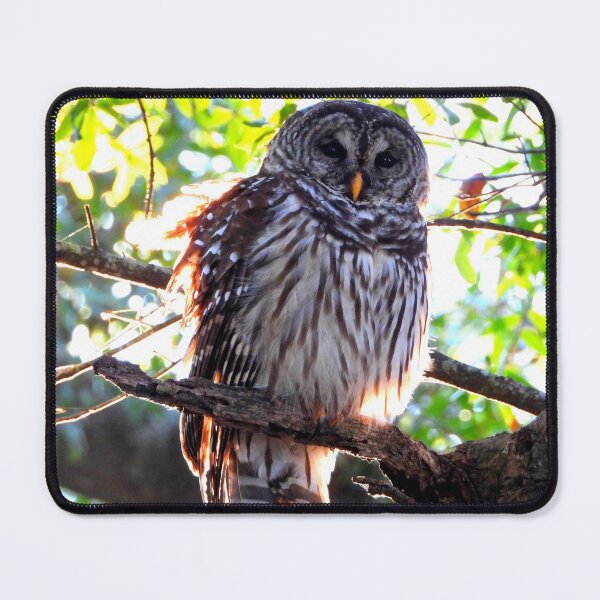 Item preview, Barred Owl at Sunset  designed and sold by Barnbk02.