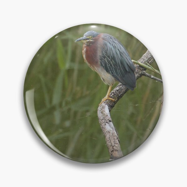 Item preview, Green Heron perching on a Branch designed and sold by PaulKPhoto.