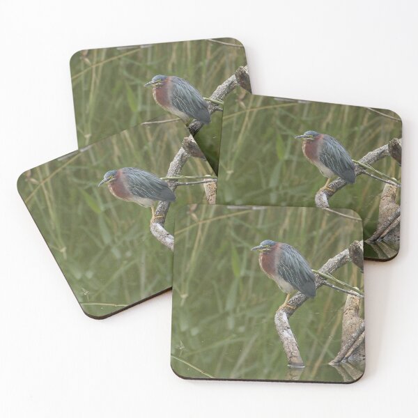 Item preview, Green Heron perching on a Branch designed and sold by PaulKPhoto.