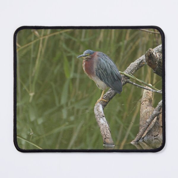 Item preview, Green Heron perching on a Branch designed and sold by PaulKPhoto.