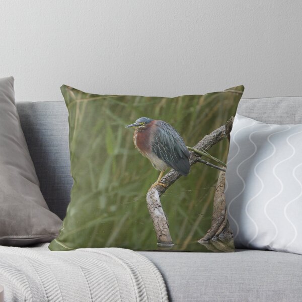 Item preview, Green Heron perching on a Branch designed and sold by PaulKPhoto.