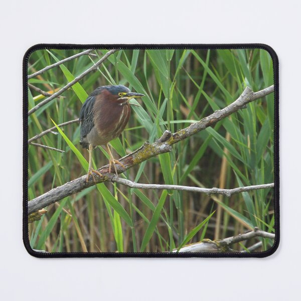 Item preview, Green Heron at a marsh designed and sold by PaulKPhoto.