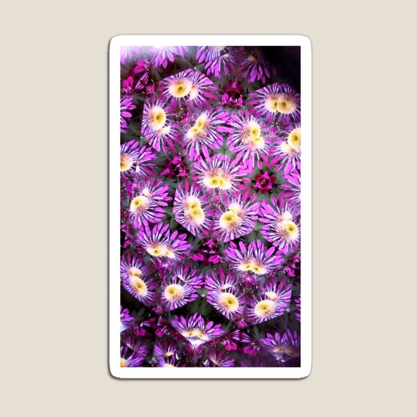 Artikelvorschau, Blumenkaleidoskop (085) - magentafarbene Chrysanthemen entworfen und verkauft von expl-rations.