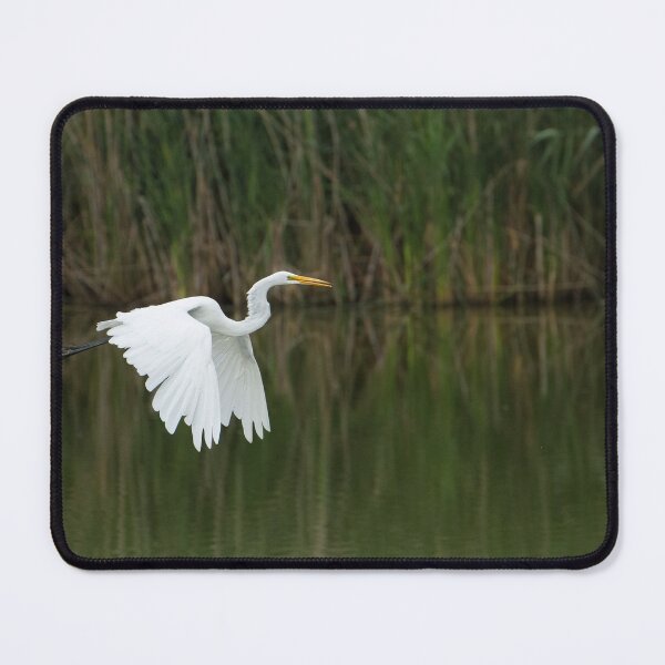 Item preview, Egret flying with wings down designed and sold by PaulKPhoto.