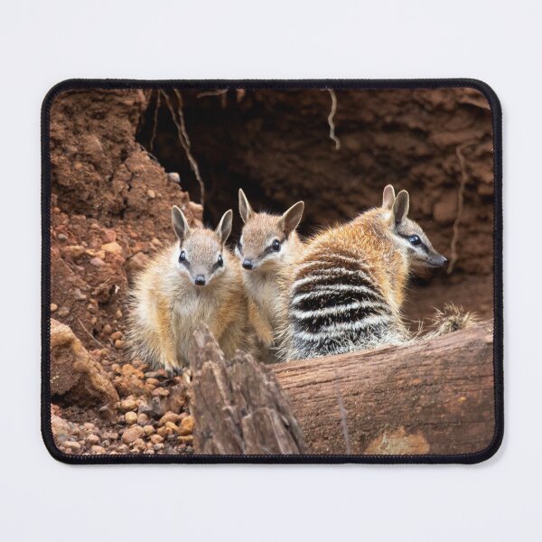 Item preview, Numbats - The Three Amigo's designed and sold by gwenthewren.