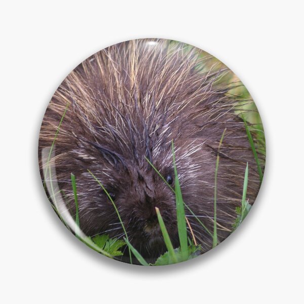 Item preview, A Prickly Game of Hide & Seek designed and sold by Amber Graham (grahamedia).