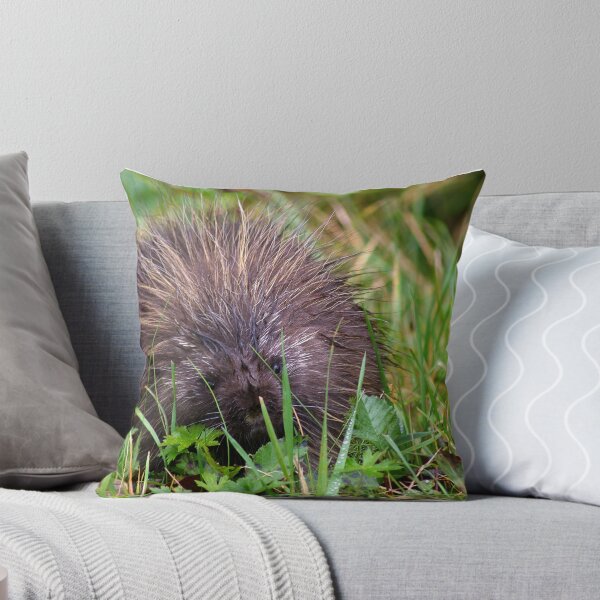 Item preview, A Prickly Game of Hide & Seek designed and sold by Amber Graham (grahamedia).