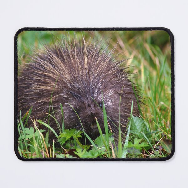 Item preview, A Prickly Game of Hide & Seek designed and sold by Amber Graham (grahamedia).