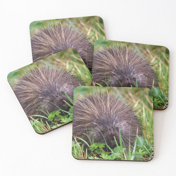 Item preview, A Prickly Game of Hide & Seek designed and sold by Amber Graham (grahamedia).